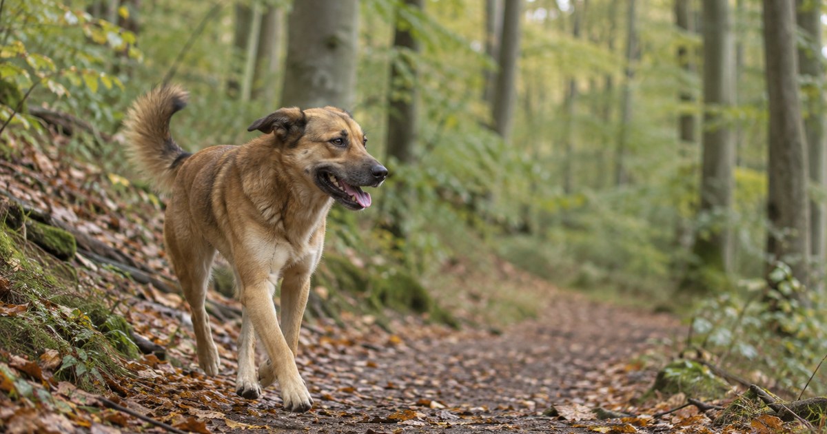 Hellbrauner Mischlingshund läuft mit offenem Maul über einen laubbedeckten Waldweg im Herbst
